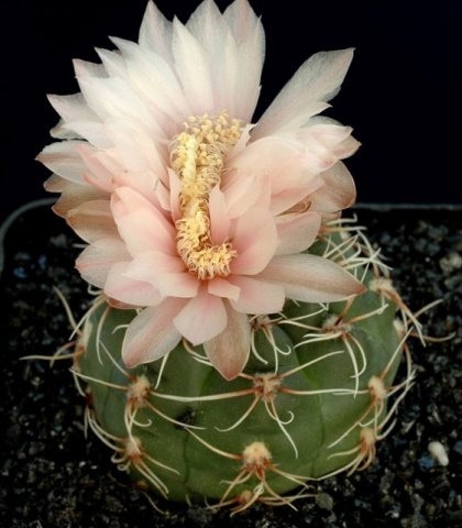 Gymnocalycium_erinaceum